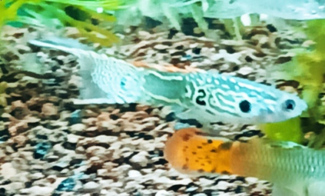 marqueur permanent Même sur les poissons ça marche ! Est ça tient repasser dessus toute les 2 semaines et ça tient toujours ! Mais non je rigole ils en a qui vont me tué c est bien sûr la nature et juste elle qui a le pouvoir sinon j aurai choisi 3 c est mon chiffre porte bonheur.