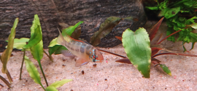 Ramirezis mâles Introduction de 2 mâles Ramirezis de type classique. Ils se sont mis immédiatement à chasser les crevettes et ont fait un carton dans les zoés.