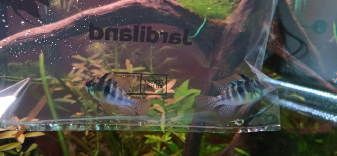 Ramirezis mâles Introduction de 2 mâles Ramirezis de type classique. Ils se sont mis immédiatement à chasser les crevettes et ont fait un carton dans les zoés.