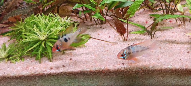 Ramirezis mâles Introduction de 2 mâles Ramirezis de type classique. Ils se sont mis immédiatement à chasser les crevettes et ont fait un carton dans les zoés.