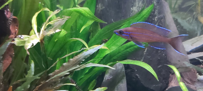 Cichlidés tanganyika planté Pour les fans de tanganyika
Mâle paracyprichromis nigripinnis et son harem