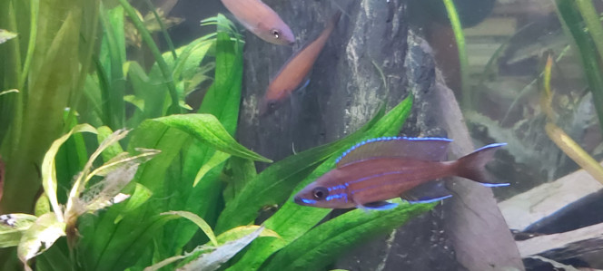 Cichlidés tanganyika planté Pour les fans de tanganyika
Mâle paracyprichromis nigripinnis et son harem