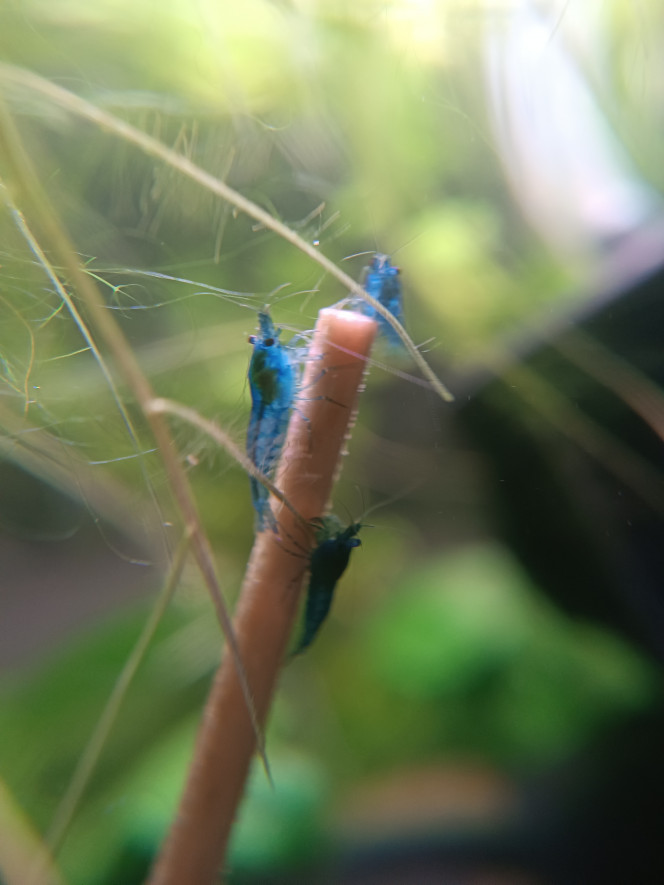 Ça grandit bien dans la nurserie. En attente de transfert dans le nano palu en fin de cyclage 