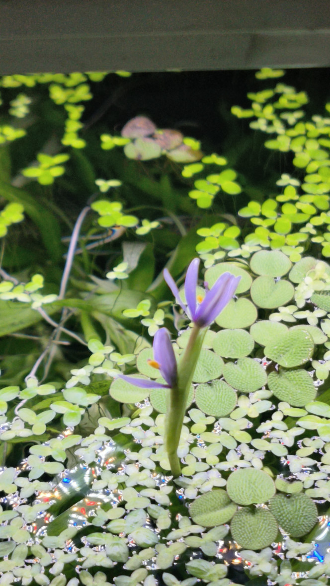 Heteranthera zosterifolia deux pitchounettes qui sortent de l'eau ce jour :)