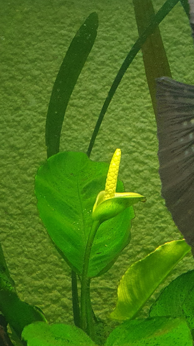Fleur d'anubia Première fleur d'anubia du bac