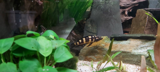 Cichlidés tanganyika planté Puisque c'est le jour des julidos voici mon mâle 
Bon week-end