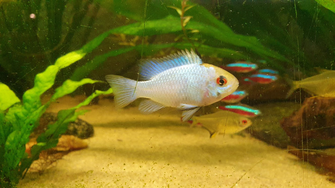Rami blue Les cohabitants