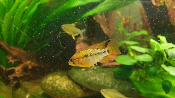 Apisto viejita Cohabitants
