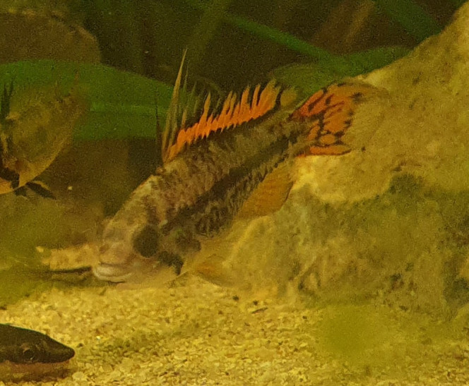 Apisto cacatoides Cohabitants
