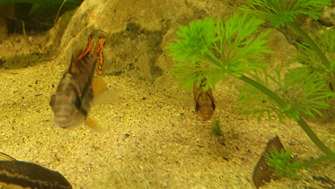 Apisto cacatoides Cohabitants