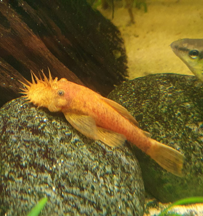 Ancistrus cuivré (red) Ventouse
