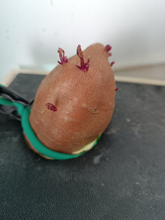 2nde expérience patate douce 1semaine après mise en place ça bourgeonne. 
Comme la 1 ère fois les pseudomugils l'ont adoptée rapidement. Reste à voir combien de temps ils mettront avant de dévorer celle là !