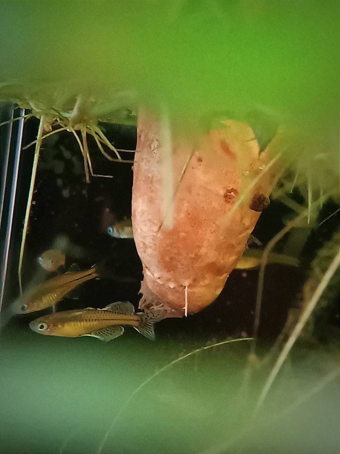 2nde expérience patate douce 1semaine après mise en place ça bourgeonne. 
Comme la 1 ère fois les pseudomugils l'ont adoptée rapidement. Reste à voir combien de temps ils mettront avant de dévorer celle là !