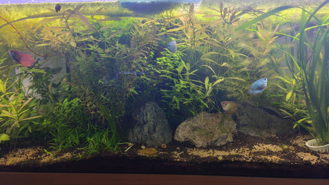 Update - Simple Scape Les Colisa on fait leurs nids, les plantes poussent, tout va bien :D