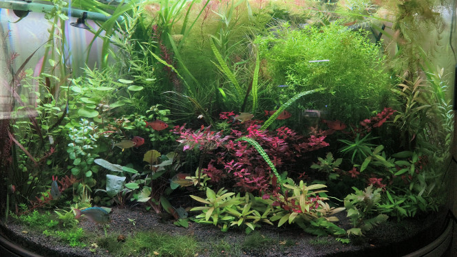 Update - pepiniere c'est la jungle...