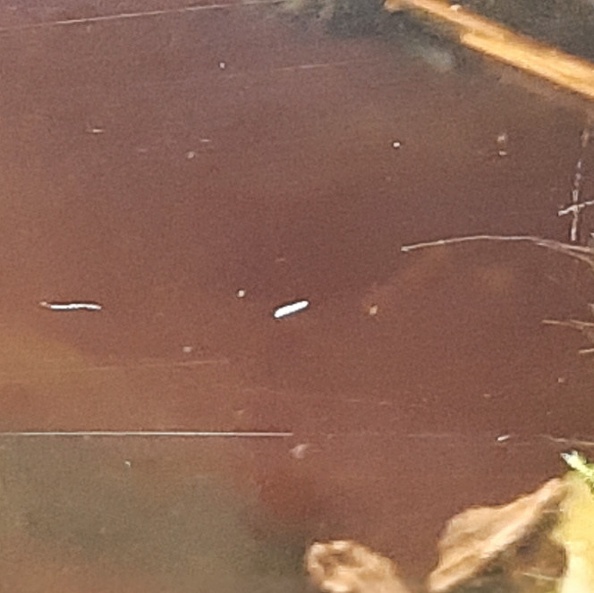 Un vers ça va... J'ai l'impression qu'avec les crevettes sont arrivés des vers macrostomus.
J'en ai zigouillé un mercredi, là j'en vois deux qui déambulent sans honte sur la façade de l'aquarium.

On ne va pas se mentir, sur la photo ça pourrait être une rayure. Sauras-tu différencier l'un de l'autre ?

À quoi dois-je m'attendre avec ces choses ?
J'ai lu que ce n'était pas nuisible.