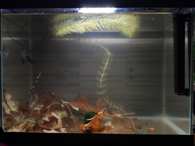  Voici le bac un jour après : les feuilles de chêne ot coulé et l'eau se trouble légèrement ; je mets les ostracodes au compte goutte car je me demande s'ils supporteront facilement le passage brutal de 17°C à 25°C ...