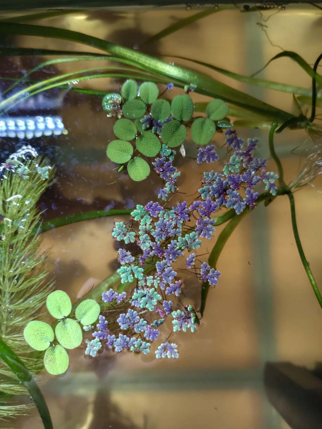  Pour l'instant, je laisse les pieds de Vallisneria flotter !