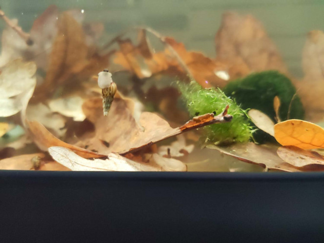  Pour l'instant, je laisse les pieds de Vallisneria flotter !