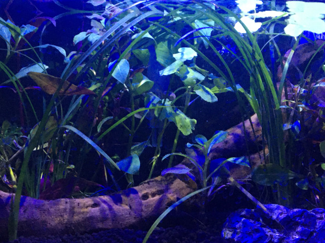 Aquascape (futur aquarium pour crevette Red Cherry) Il y’a quelque jour j’ai recommencé à zéro cette aquarium pour le refaire  et l’adapter pour des crevettes