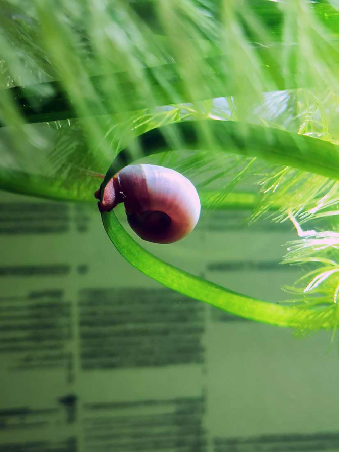  De nouveaux arrivants dans le bac ; avec une scène que je ne pensais pas voir : ce gros planorbe (entre 12 et 15 mm de diamètre) a d'abord glissé de sa plante en surface , coulé vers le fond,  pour vaincre la gravité et remonter en surface !! J'imagine qu'il doit se gaver d'oxygène pour cela ... !! Trop fort !