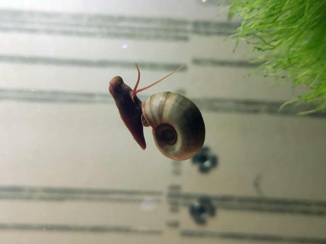  De nouveaux arrivants dans le bac ; avec une scène que je ne pensais pas voir : ce gros planorbe (entre 12 et 15 mm de diamètre) a d'abord glissé de sa plante en surface , coulé vers le fond,  pour vaincre la gravité et remonter en surface !! J'imagine qu'il doit se gaver d'oxygène pour cela ... !! Trop fort !