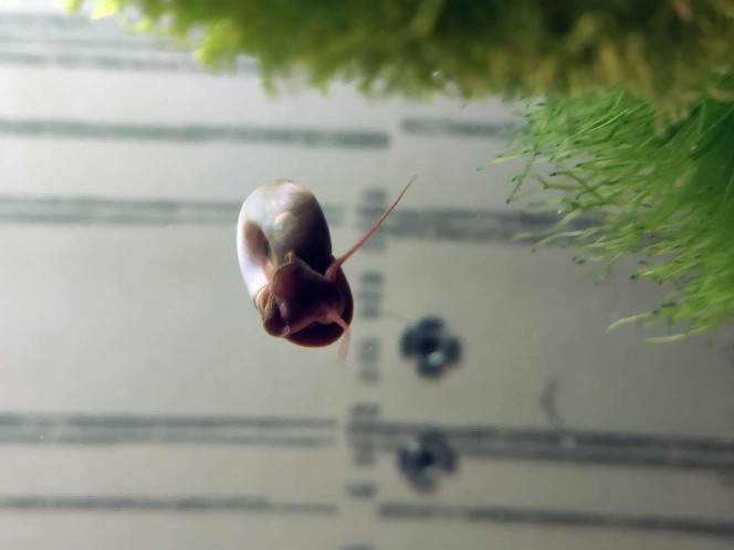  De nouveaux arrivants dans le bac ; avec une scène que je ne pensais pas voir : ce gros planorbe (entre 12 et 15 mm de diamètre) a d'abord glissé de sa plante en surface , coulé vers le fond,  pour vaincre la gravité et remonter en surface !! J'imagine qu'il doit se gaver d'oxygène pour cela ... !! Trop fort !