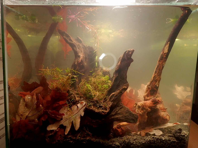  Une fois la racine flottante bien ancrée ; il manque des plantes de surface ...