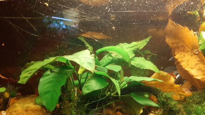 Explosion de la population d'ostracodes J'ai ajouté des feuilles mortes hier soir.
Les ostracodes ont visiblement apprécié. Il y en avait partout ce matin.

La population du 100l litres a apprécié le brunch.