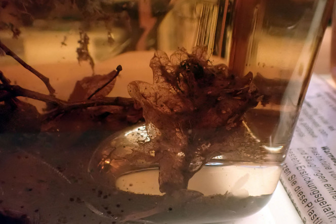  squelette de feuille de chêne après passages d'ostracodes
