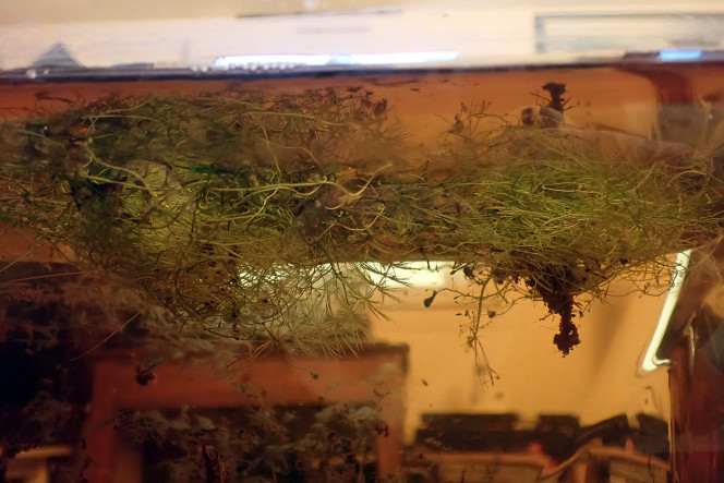Utricularia gibba en cours d'acclimatation