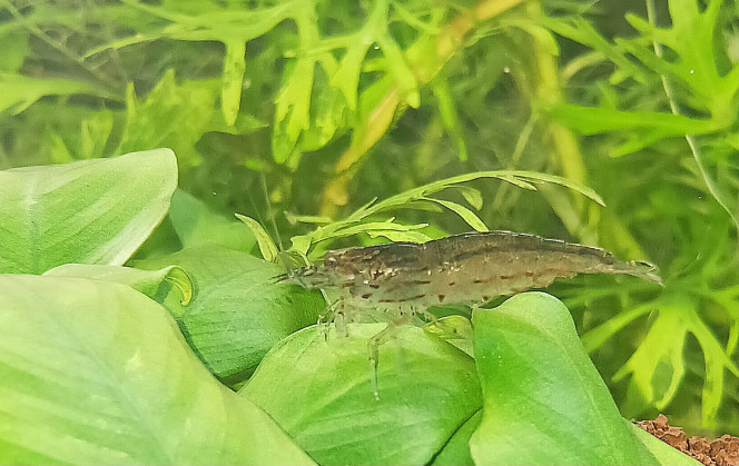 Japonica amano sur anubia nana 