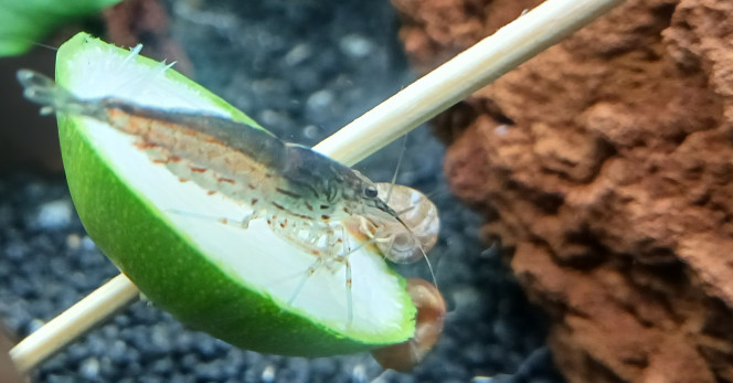 Japonica amano sur rondelle courgette pochée ... qui partage sa proie avec de voraces planorbes ...