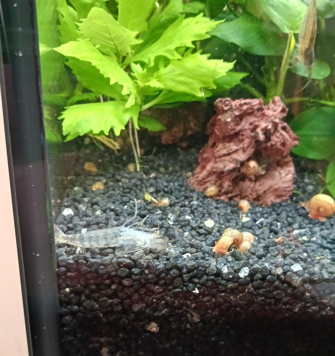 La première mue de japonica d'amano Ca ne fait peur que la première fois ...