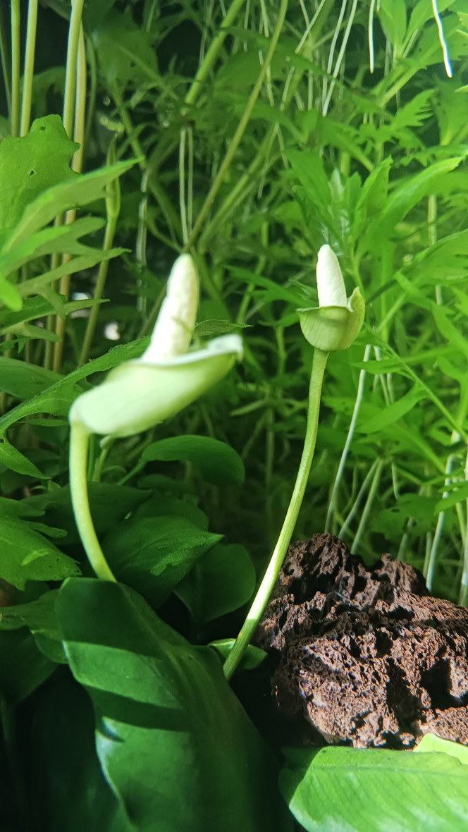 Anubia nana en floraison ... ... permanente depuis des mois ...