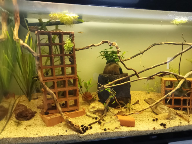 Évolution du bac Le bac évolue tout doucement mais le projet se précise. Une dizaine de kullis ont élus domicile ainsi que 5 barbus cerise qui pondent aux quatre coins de l'aquarium et 3 danio rerio qui patrouillent à la surface