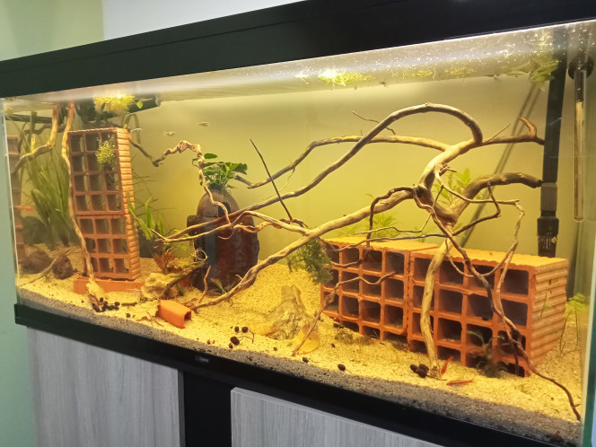 Évolution du bac Le bac évolue tout doucement mais le projet se précise. Une dizaine de kullis ont élus domicile ainsi que 5 barbus cerise qui pondent aux quatre coins de l'aquarium et 3 danio rerio qui patrouillent à la surface
