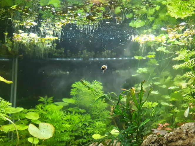 Vol d'escargot Mon phénomène favoris dans l'aquarium : voir les physes monter et descendre vers/de la surface en se laissant porter dans l'eau.