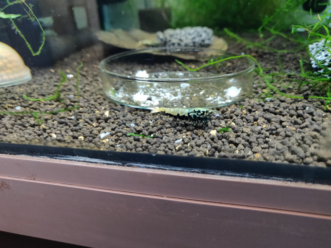 Crevette Blue Boa 