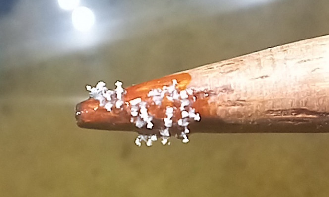 Photographie du post de melimelo33 