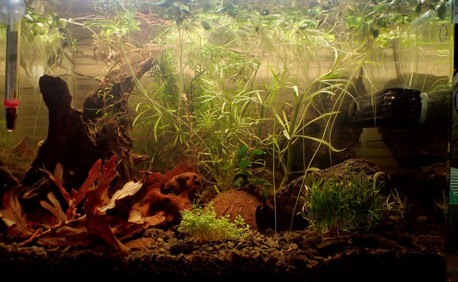 plantes remises au fond 