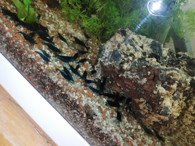 Mes p'tite beautés, des Blue velvet 