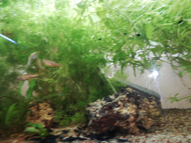 Mes Danios Rerios voilés Ils sont tellement joueurs, j'ai mis 10 min à prendre une mauvaise photo