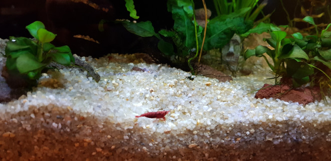 Crevettes Introduction de 3 crevettes rouges