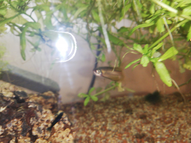 Mon survivor, Un Danio Frenkeii voilé Rescapé d'un problème technique qui a causé la mort de ses congénères