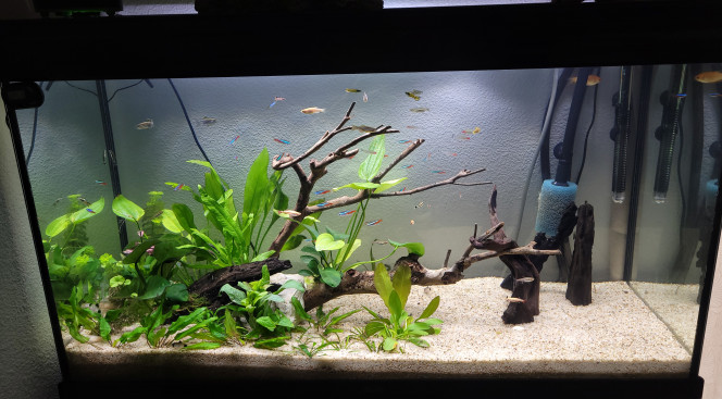 Ça prend forme Plante et poisson ajouter