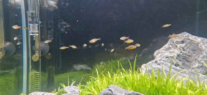 Danio Margaritatus 