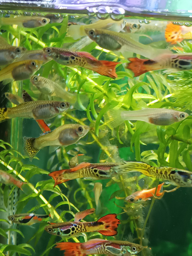 mélange de folies ! 