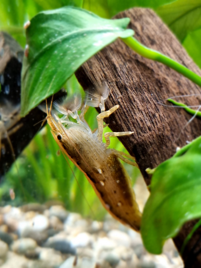 Passion crevettes Crevette bambou