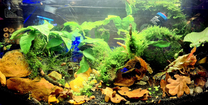 Presque plus de turbidité Avec les reflets bleus des décos de Noël.